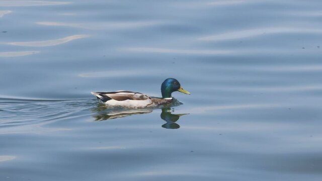 A male mallard duck (Anas platyrhynchos) in lake Chiemsee, Germany on a summer day.