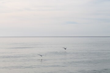 seagulls on the beach mid flight over the ocean