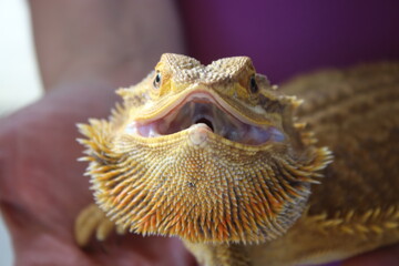 close up of a smiling giant iguana