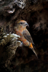 Red Crossbill bird
