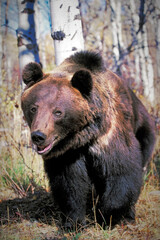 Grizzly bear in the forest walking towards camera.