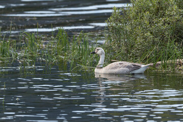 Leucistic Canada Goose