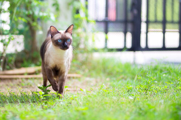 Portrait of the siamese cat are sitting in the garden with green grass. Thai cat with blue eye are looking at something in the morning.