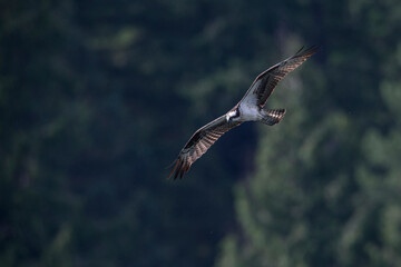 Osprey in Flight