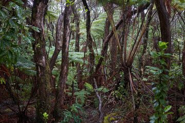 Fototapeta premium Wet and lush foliage in a tropical rainforest in Hawaii Volcanoes National Park.