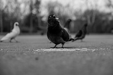 pigeons on the street