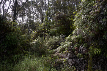 Lush and overgrown foliage in a tropical rainforest in Hawaii Volcanoes National Park.