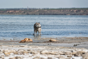 A serious Siberian Husky male is standing in water. The dog has grey and white wet fur and brown eyes; there are sand and clay ahead of him. Kuyalnik estuary is in the background..