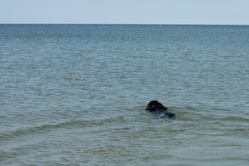 Black labrador retriever dog swim in the water for the stick.