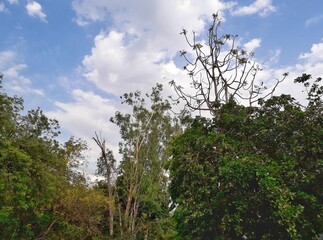 Tree and sky