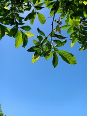 green leaves on blue sky