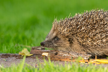 Hedgehog, close up of the head and shoulders of wild, native, European hedgehog, facing left. Clean, green background.  Horizontal.  Space for copy.