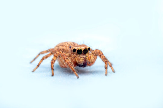 Macro of the jumping spider on white background. Close up of the home spider on white paper background.