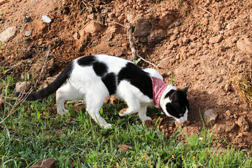 Naklejka na ściany i meble Curious black and white cat explore the outdoor territory