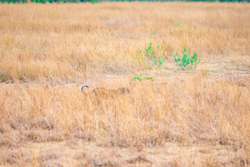 cheetah in the grass