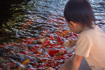 Little boy feeding ornamental Koi fish swimming in the pond.