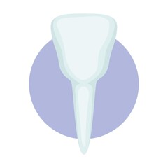 premolar tooth