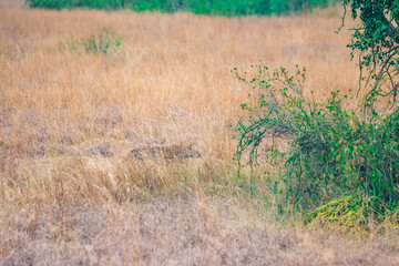Obraz na płótnie Canvas cheetah in the grass