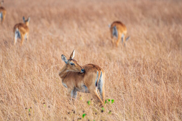 antelope in the savannah