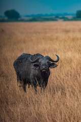  buffalo in the savannah