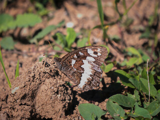 Terre & Papillon
