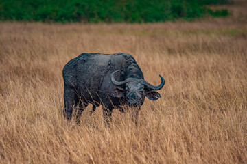 Obraz premium buffalo in the field