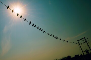Domestic pigeons / feral pigeon (Gujarat - India) flock in flight against blue sky