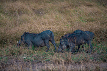 warthog in the savannah