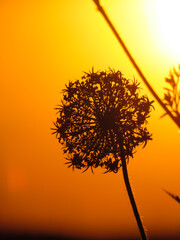 Silhouette of a beautiful flower