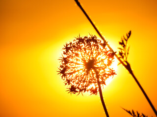 dandelion on sunset background