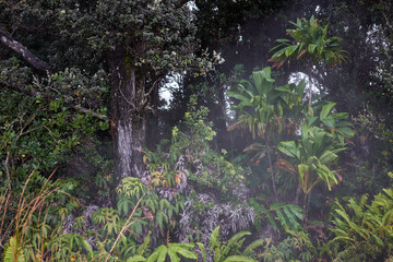 Fototapeta premium Misty tropical foliage alongside the steam vents, which generate hot atmospheric water vapor, in Hawaii Volcanoes National Park on the Big Island.