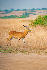 antelope in the savannah