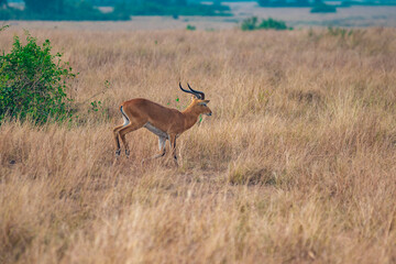 antelope in the savannah
