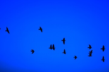Domestic pigeons / feral pigeon (Gujarat - India) flock in flight against blue sky