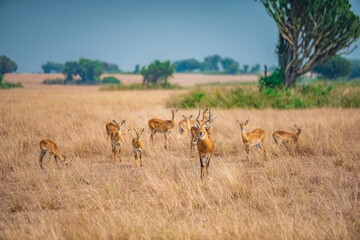 antelope in the wild