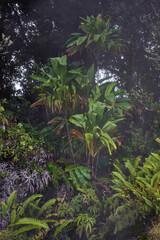 Misty tropical foliage alongside the steam vents, which generate hot atmospheric water vapor, in Hawaii Volcanoes National Park on the Big Island.