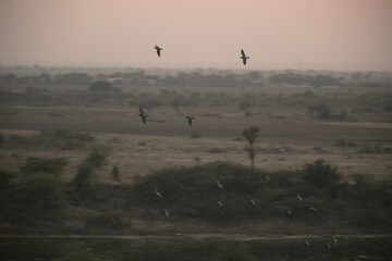 Domestic pigeons / feral pigeon (Gujarat - India) flock in flight against blue sky