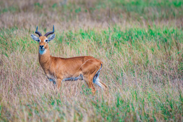 antelope