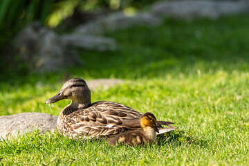 one adorable duckling slept besides its mother on green grass field under the sun