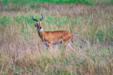 antelope