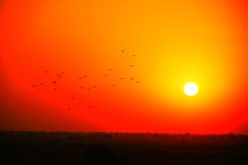 Domestic pigeons / feral pigeon (Gujarat - India) flock in flight against blue sky