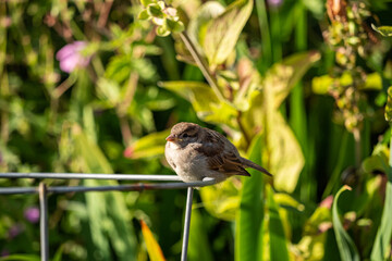 one full-grown baby sparrow resting on the metal wire  under the sun in the garden