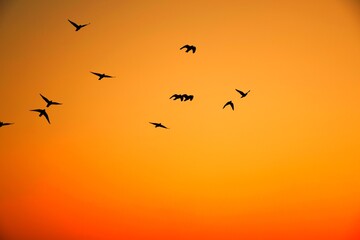 Fototapeta premium Domestic pigeons / feral pigeon (Gujarat - India) flock in flight against blue sky