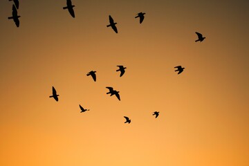 Obraz premium Domestic pigeons / feral pigeon (Gujarat - India) flock in flight against blue sky
