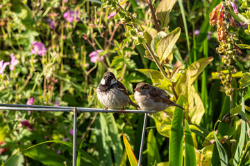 full grown baby sparrow resting on the metal wire with its papa under the sun in the garden