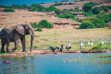 Naklejka premium elephant