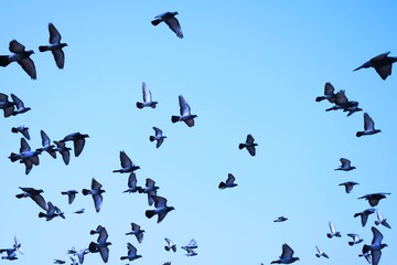 Domestic pigeons / feral pigeon (Gujarat - India) flock in flight against blue sky