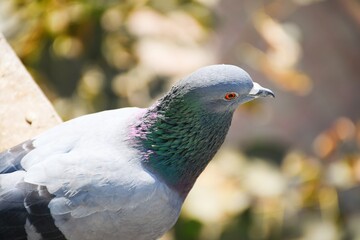 Domestic pigeons / feral pigeon (Gujarat - India) flock in flight against blue sky