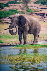 Fototapeta premium elephant