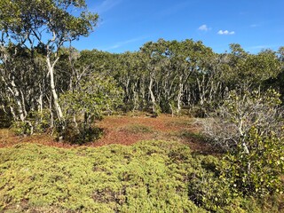 Fototapeta premium Green forest and blue sky. Brisbane, Australia